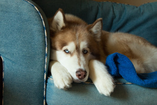 Pet’s Place: Bruno, a Photographer’s&nbsp;Companion