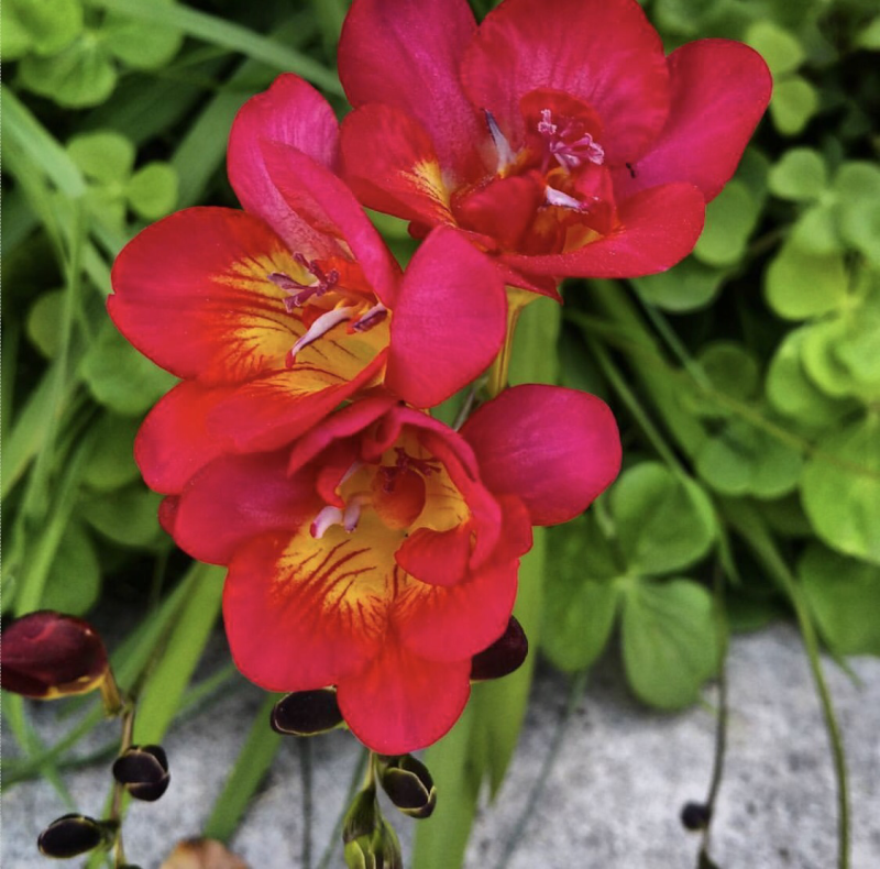 Weekly Tarot Guidance  – May 1 through 7,&nbsp;2017