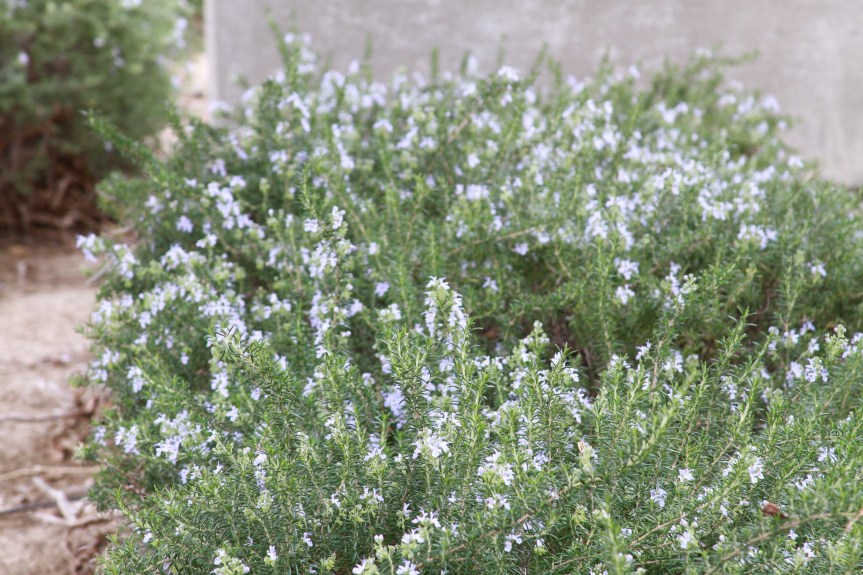 A Web of Life in Southern&nbsp;California