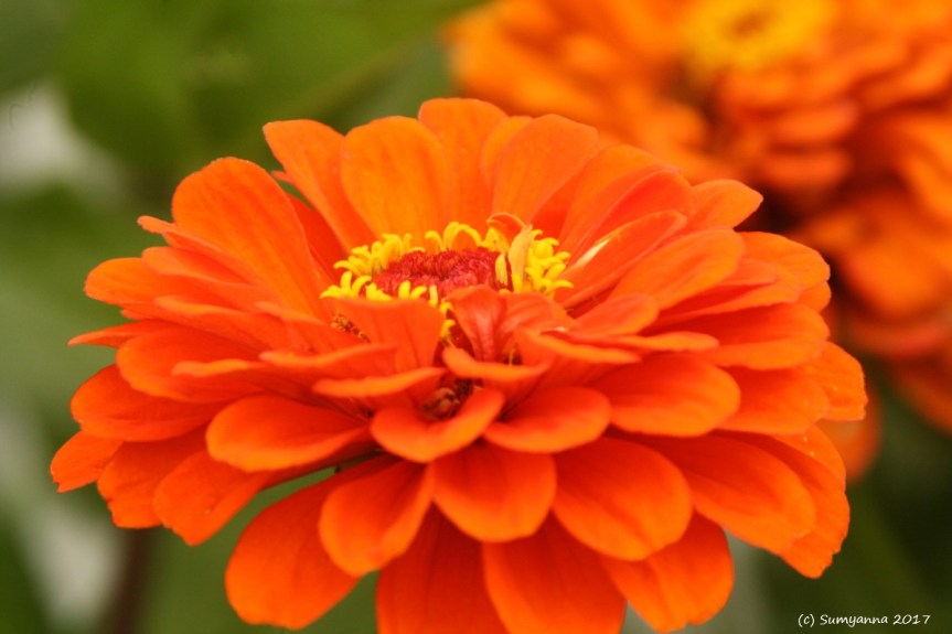 Grasshoppers, Butterflies, and Flowers, Oh My! (Post&nbsp;#5)