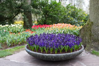 Take a Tour of an Enchanting Bulb Garden in the&nbsp;Netherlands