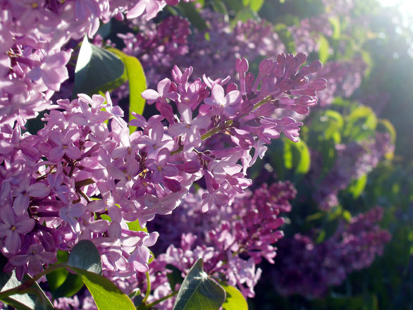 Weekly Spell Casting May 1– May 7, 2017