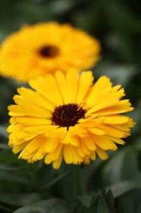 Beltane Marigold Custard 