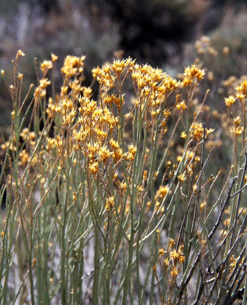 spring mountain flowers