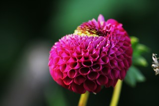 Planting Guide: How to Grow&nbsp;Dahlias