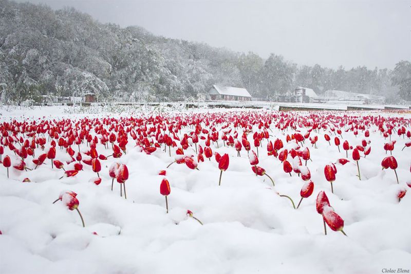 BEAUTIFUL PHOTOS OF THOUSANDS OF TULIPS UNDER&nbsp;SNOW