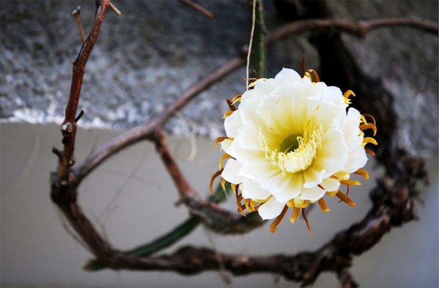 The Queen of The Night —&nbsp;ALK3R