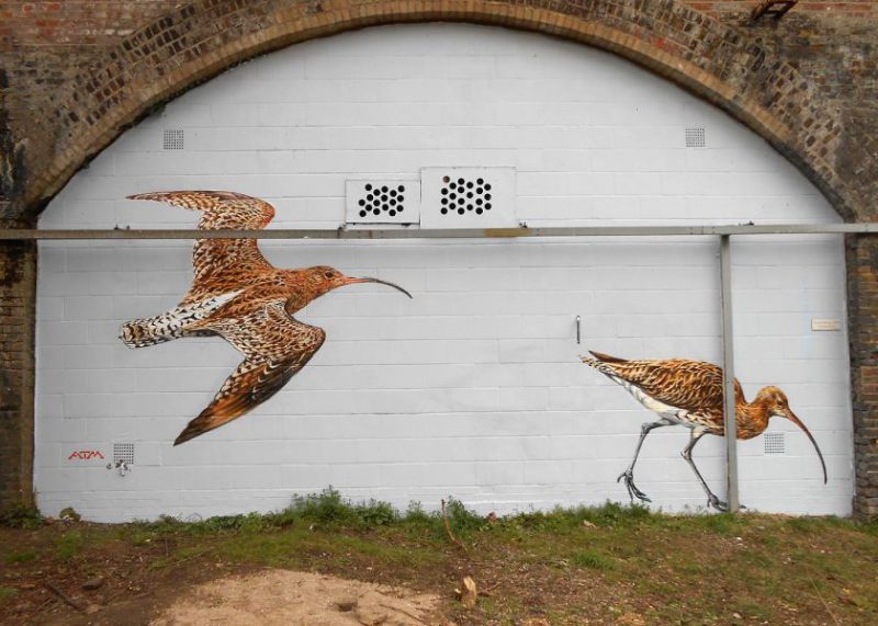 Street artist ATM raises awareness of birds threatened with&nbsp;extinction