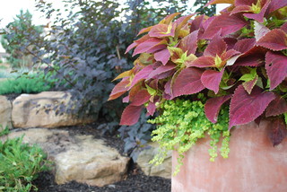 You May Never Have to Buy These Plants&nbsp;Again