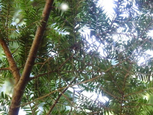 A Celtic Galdr Ritual For Land&nbsp;Healing