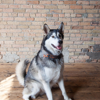 Pet of the Week: Rocky Sticks His Paw Into the Tile&nbsp;Business