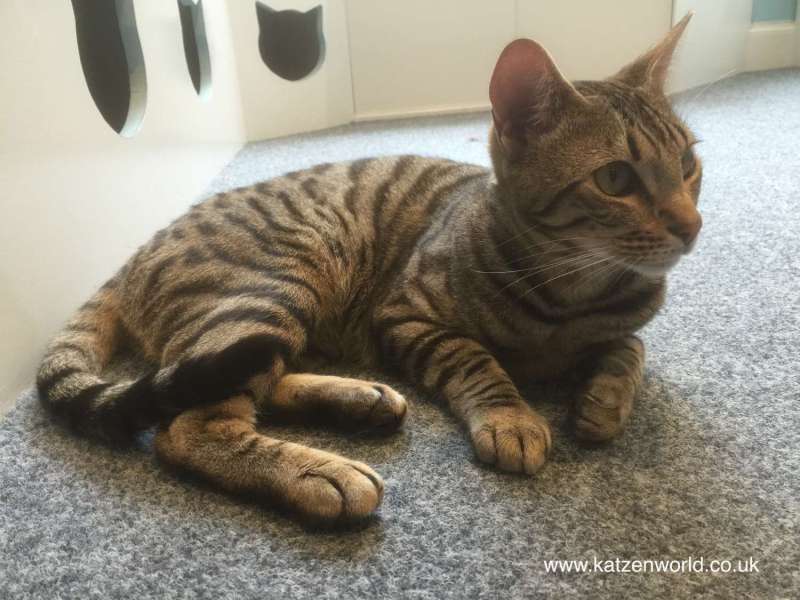 Cat Travel: Maison de Moggy – The Bengal&nbsp;Brothers