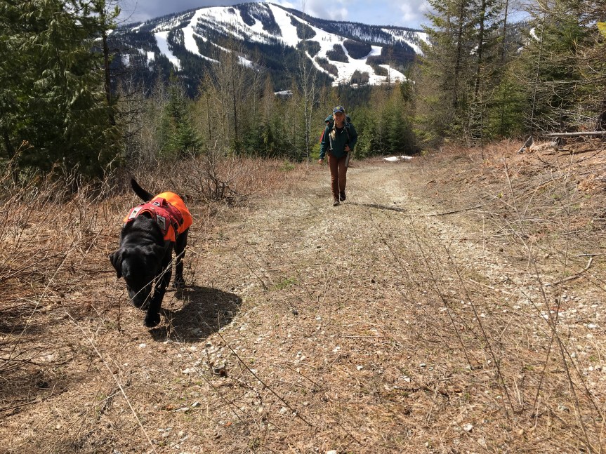 Searching for Scat with the Conservation&nbsp;Canines