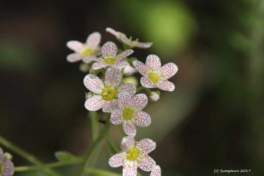 Photography:  Leaning into Spring (Post&nbsp;#1)