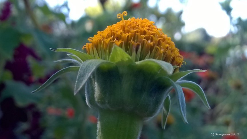 Sight_2016_09_12_110046_411 (2)