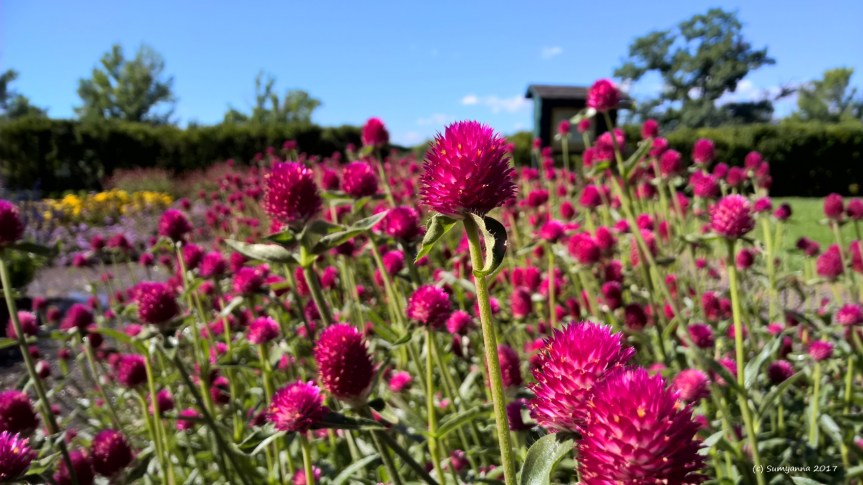 WP_20160912_10_50_45_Pro (2)