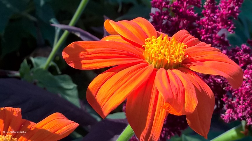 WP_20160912_10_57_58_Pro (2)