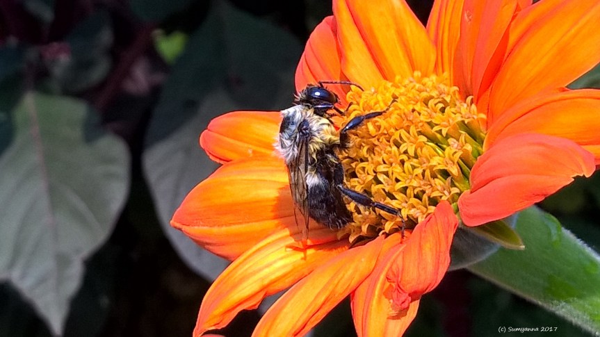 WP_20160912_11_05_45_Pro (2)