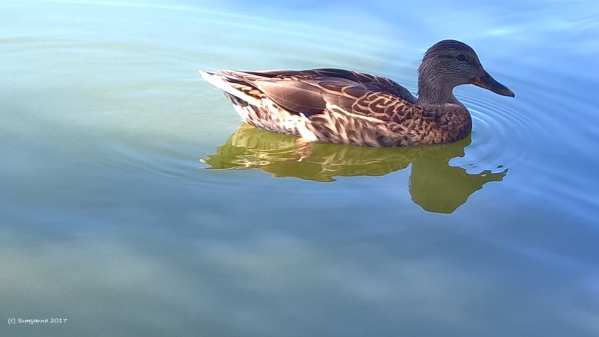 WP_20160912_11_15_15_Pro (2)