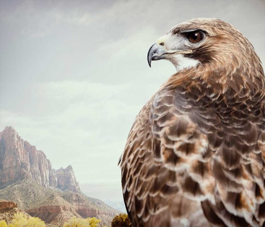 BIRDS OF PREY: FINE ART&nbsp;PHOTOGRAPHY