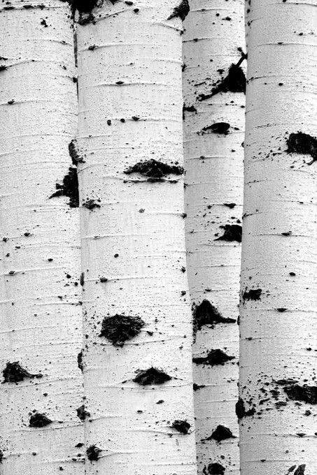Birch Tree June 21- Personality &&nbsp;Transit