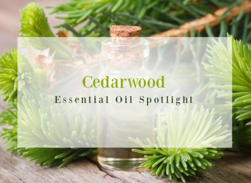 Cedarwood Essential Oil — Good Witches&nbsp;Homestead