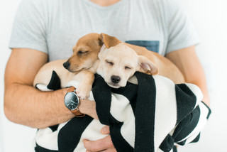 Pet’s Place: Safe Passage for Foster&nbsp;Dogs