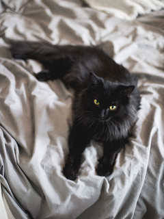 Pet’s Place: Gigi the Cat Makes the Perfect&nbsp;Roommate