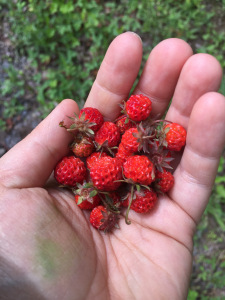 Wild Food and Wild Medicine Profile: Wild Strawberry (Fragaria Vesca) — The Druid’s&nbsp;Garden