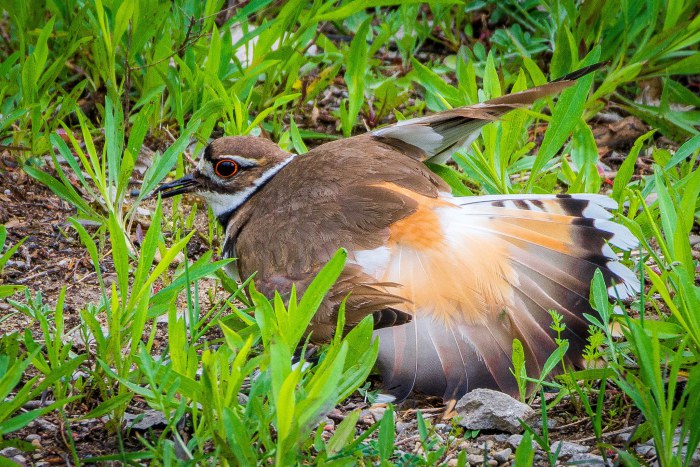 KILLDEER (CHARADRIUS VOCIFERUS)