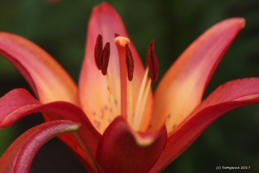 Photography: Evening Stroll in the Gardens (Post&nbsp;#1)