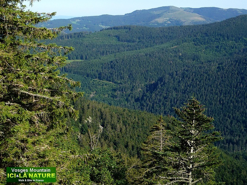 23-forêt des Vosges