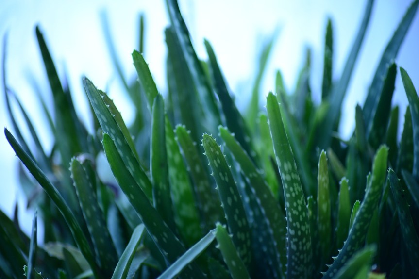 Aloe vera: The “plant of immortality” and its healing&nbsp;benefits