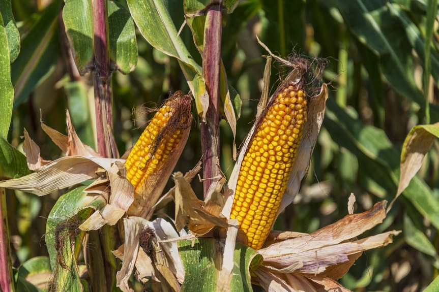Corn and Corn Dolly Symbols of Lammas