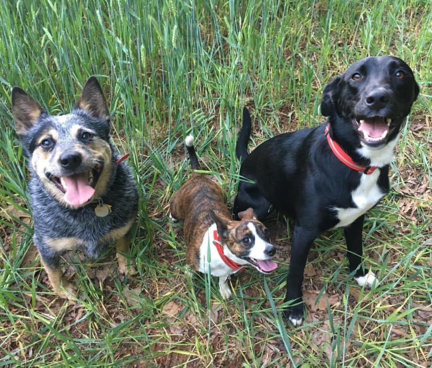 Rescue Your Next Best&nbsp;Friend