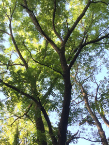 Druid Tree Workings: Establishing Deep Connections With&nbsp;Trees