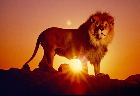 Through the Eyes of Tarot – Sun in Leo – July 22, 2017 — Tarot by&nbsp;Cecelia