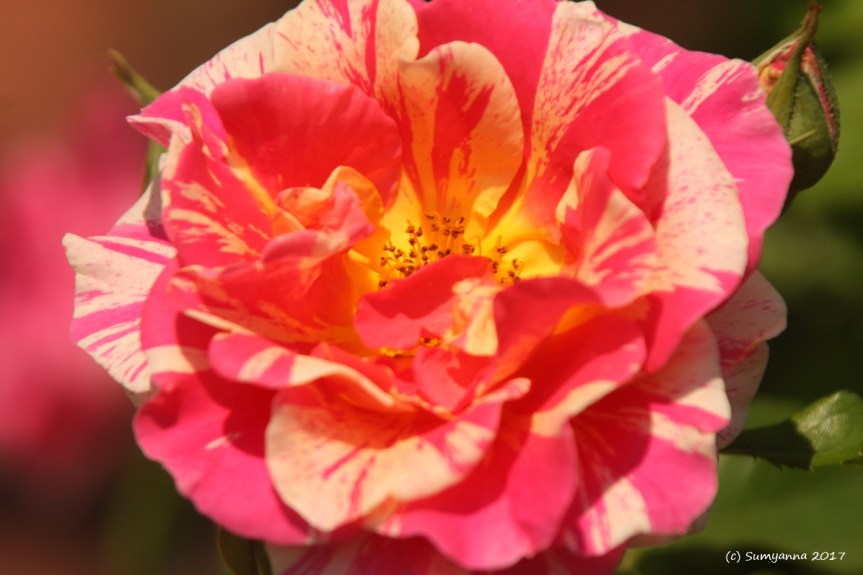 Photography: Strolling Through the Park (Part&nbsp;#4)