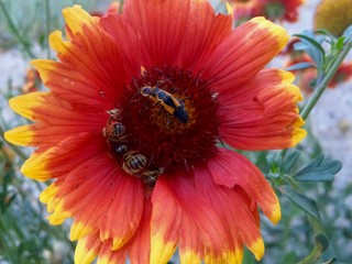 Create a Wildlife-Friendly Meadow in Your Small&nbsp;Garden