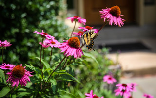 5 Things to Know About Starting Your First Native Plant&nbsp;Garden