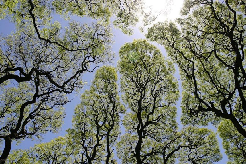 THE PHENOMENON OF “CROWN SHYNESS” WHERE TREES AVOID&nbsp;TOUCHING