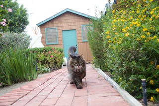 Pet’s Place: Jackapotamus Rex Reigns in&nbsp;California