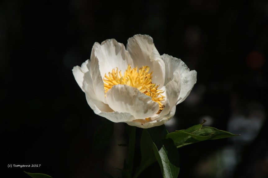 Photography: Seeking Solace in Summer Gardens (Post&nbsp;#3)