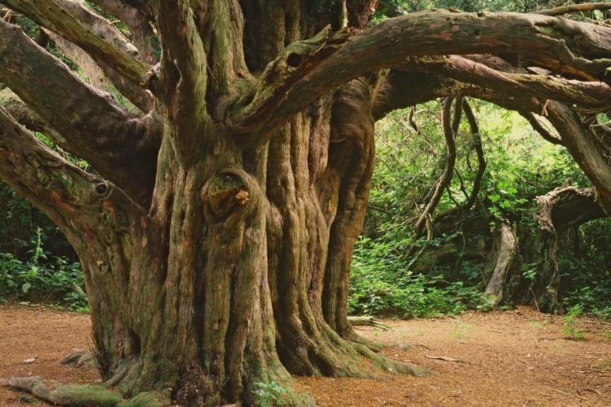 THE ANCIENT YEW FOREST OF KINGLEY&nbsp;VALE