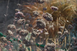 Why You Should Let Your Garden Go to&nbsp;Seed