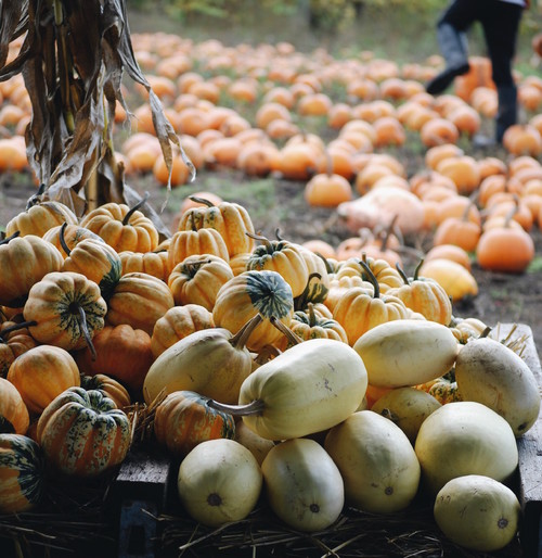 Get Pumpkins! And More Ways to Make the Most of This&nbsp;Weekend