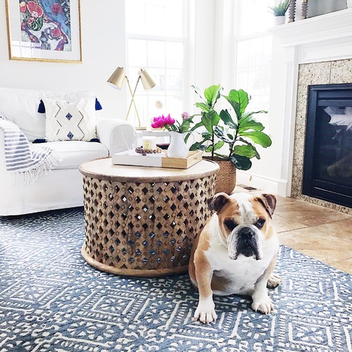 Pet’s Place: Baxter Lies Around on the&nbsp;Job