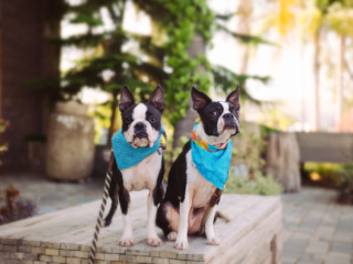 Pet’s Place: Boston Terriers Zoom Around Their San Diego&nbsp;Home