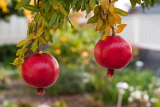Fall Is Calling: What to Do in Your October&nbsp;Garden