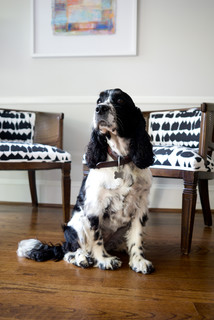 Pet’s Place: Design Fun for Shelby the Springer&nbsp;Spaniel